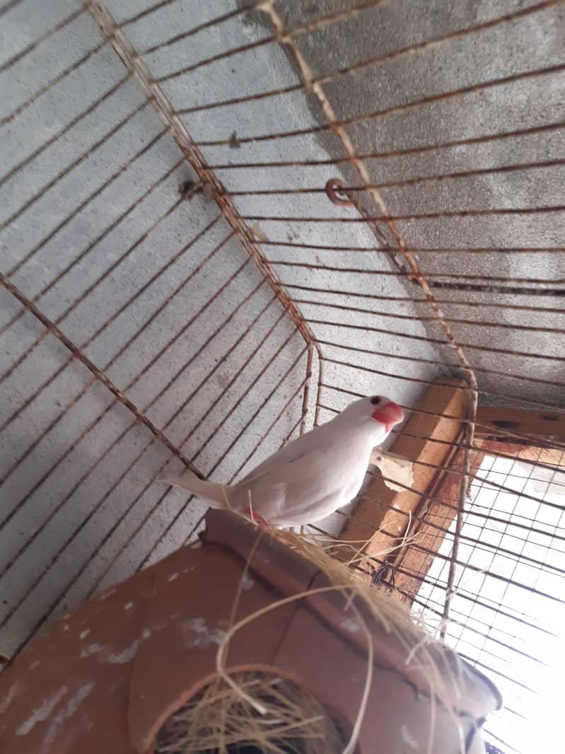 Java Finch Ready to Breed Male Nesting Complete Male For Sale 7