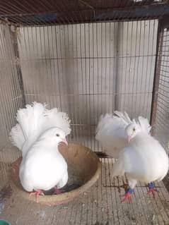 Pigeon LAKA Pure Bredar Pair.