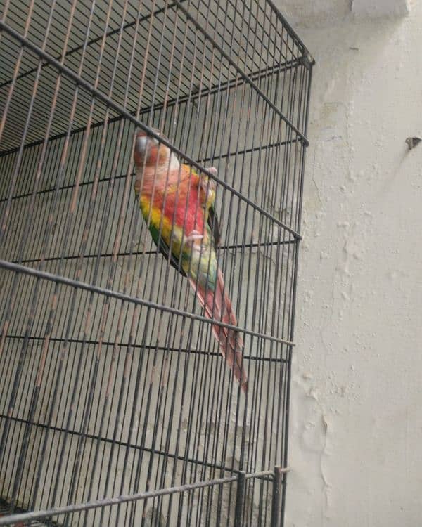 beautiful conure pair looking for new home 0