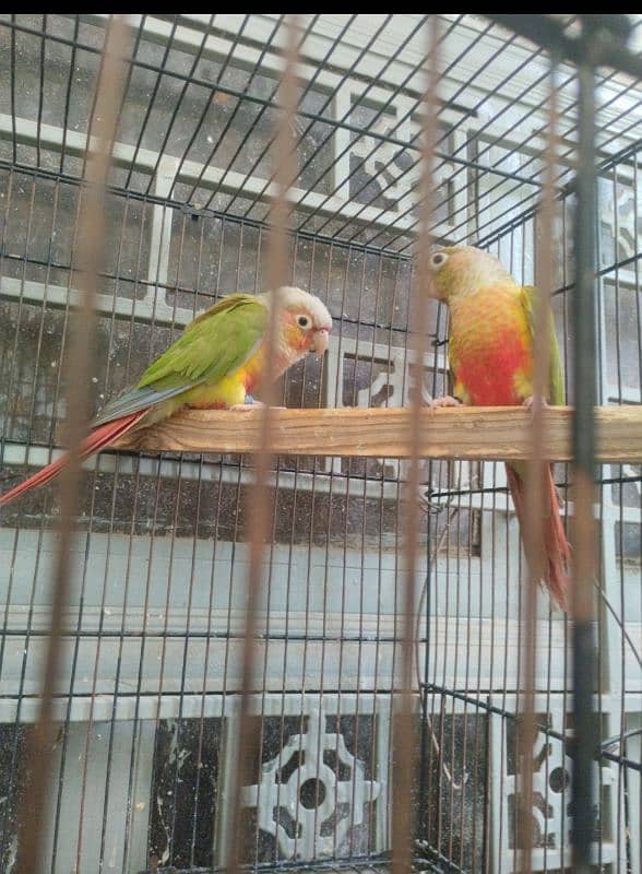 beautiful conure pair looking for new home 1