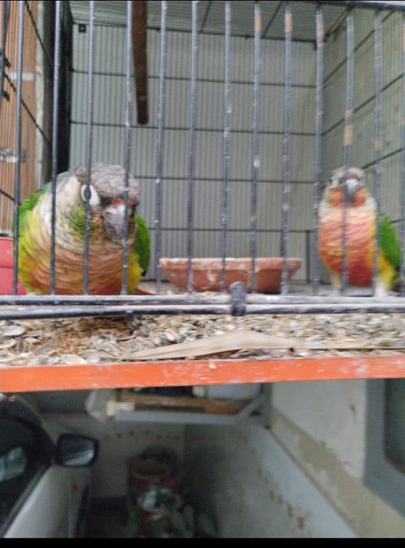 beautiful conure pair looking for new home 2