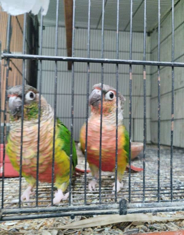 beautiful conure pair looking for new home 3