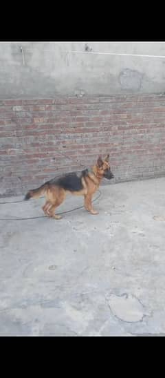 German Shepherd female for sale