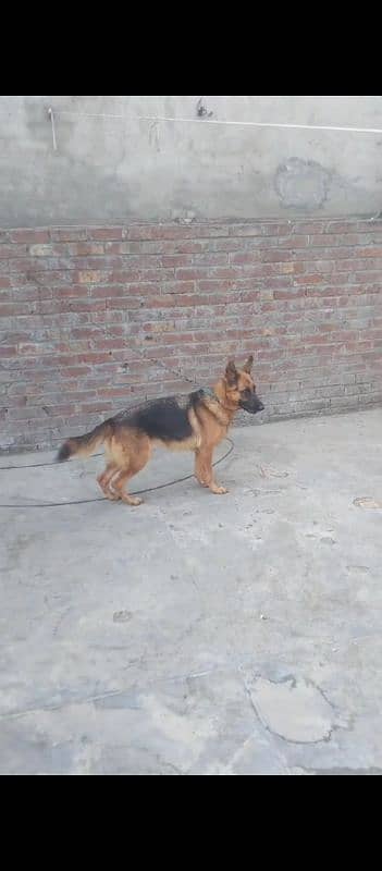 German Shepherd female for sale 0