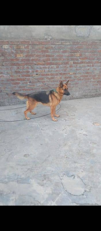 German Shepherd female for sale 1