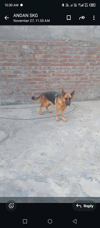 German Shepherd female for sale 2