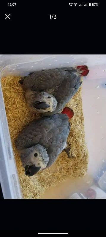 African Gray Perrot chicks for sale 03354260304 0