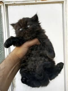 Persian Black male kitten