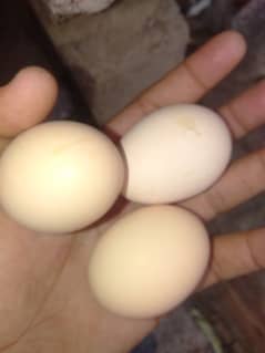 Desi egg for sale. Whatsapp only 03278256172