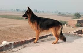 German Shepherd Breeder | Dog for sale | GSD | MALE | 03321718405