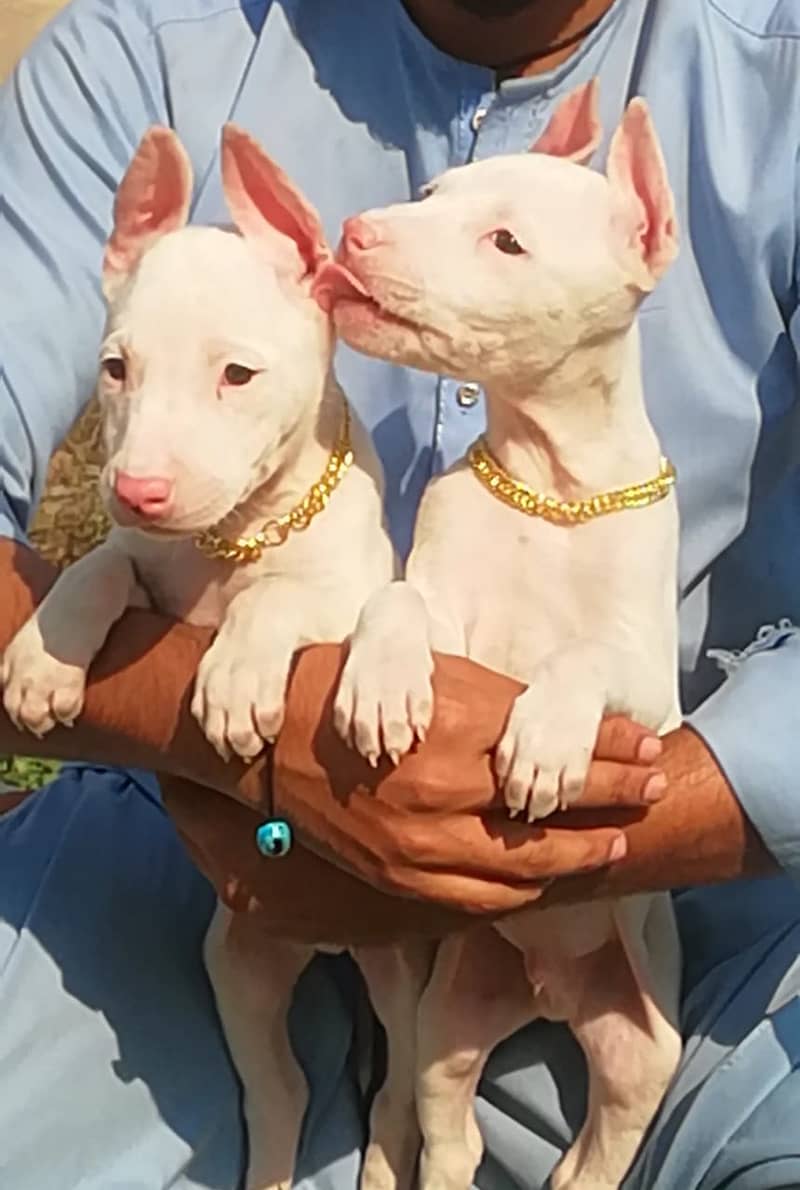 Pure kohati gulatair pair / Kohati gultair puppies 0