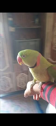 raw  parrot