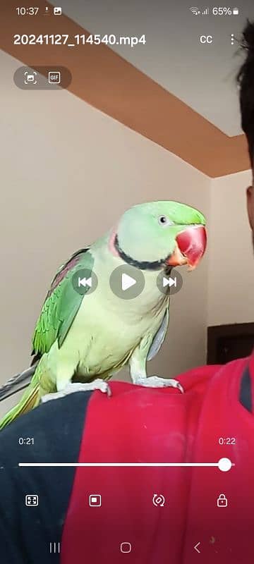 raw  parrot 1