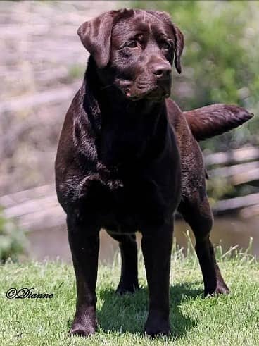 british labrador $tud cross labra dog stud 0