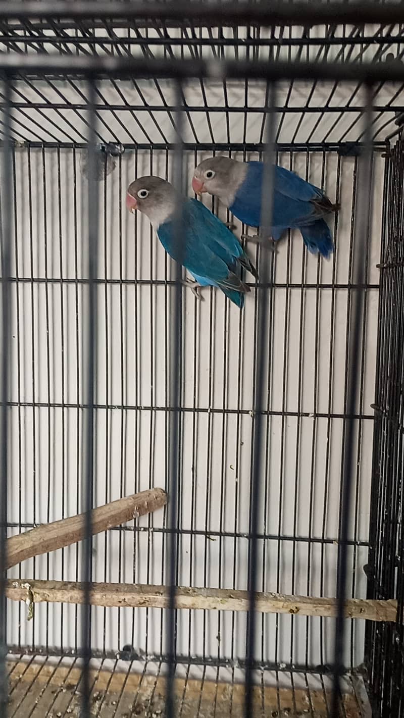 Lovebirds Blue Fisher Breder pair 0