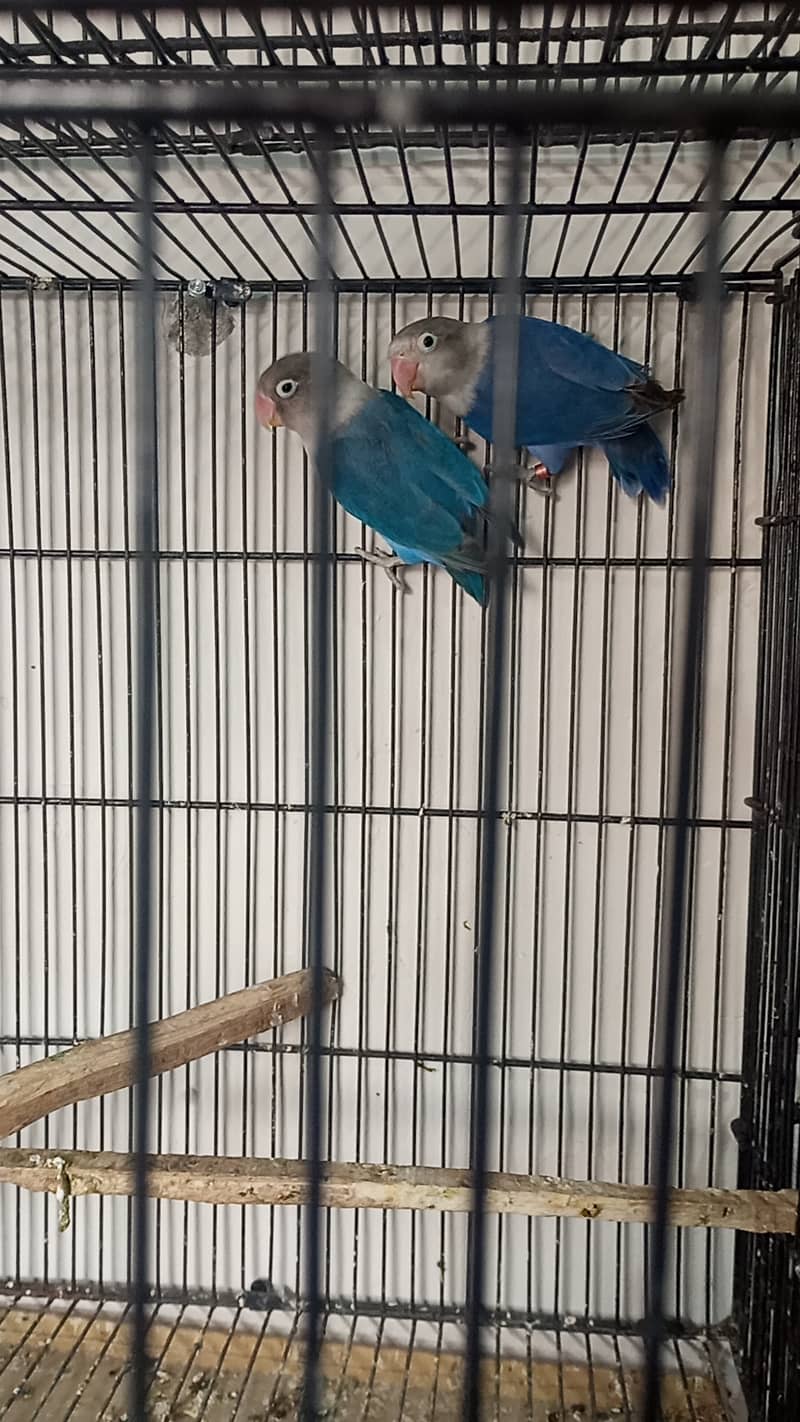 Lovebirds Blue Fisher Breder pair 1