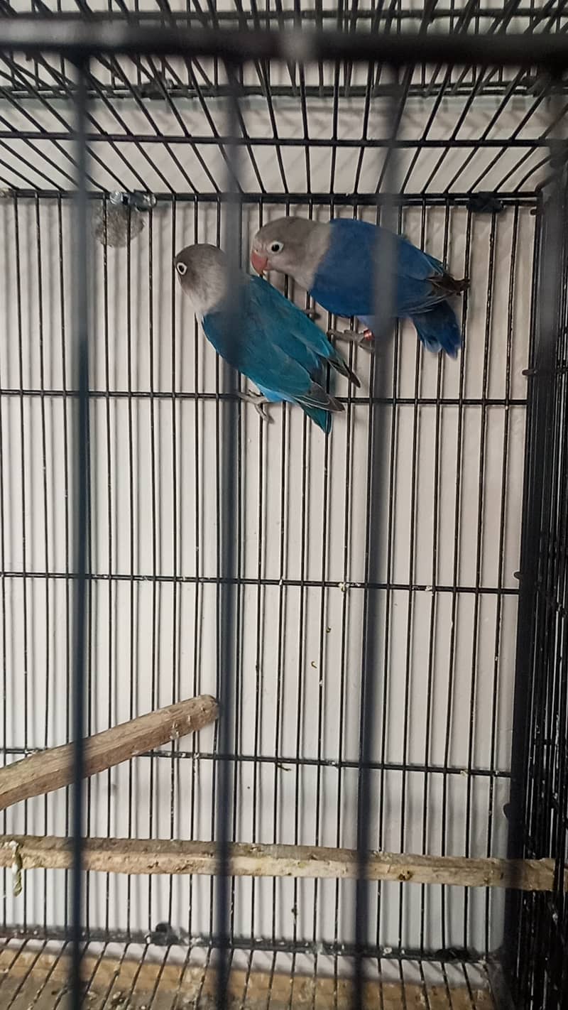 Lovebirds Blue Fisher Breder pair 2