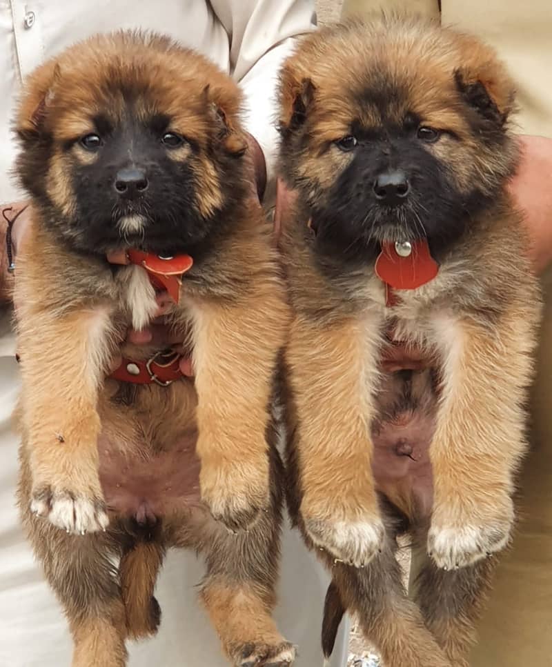 Afghan Alabai | Afghan Kuch puppies for sale | Afghan Kuchi dog |puppy 0