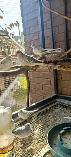 Diamond dove adult and breeder pairs