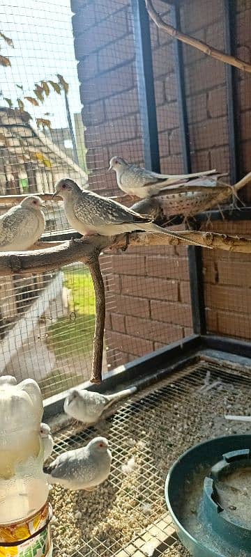 Diamond dove adult and breeder pairs 0