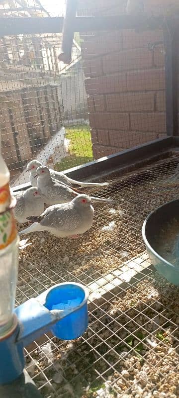 Diamond dove adult and breeder pairs 1