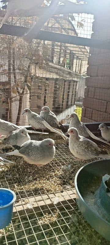 Diamond dove adult and breeder pairs 2