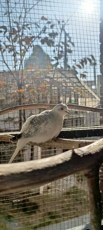 Diamond dove adult and breeder pairs 3