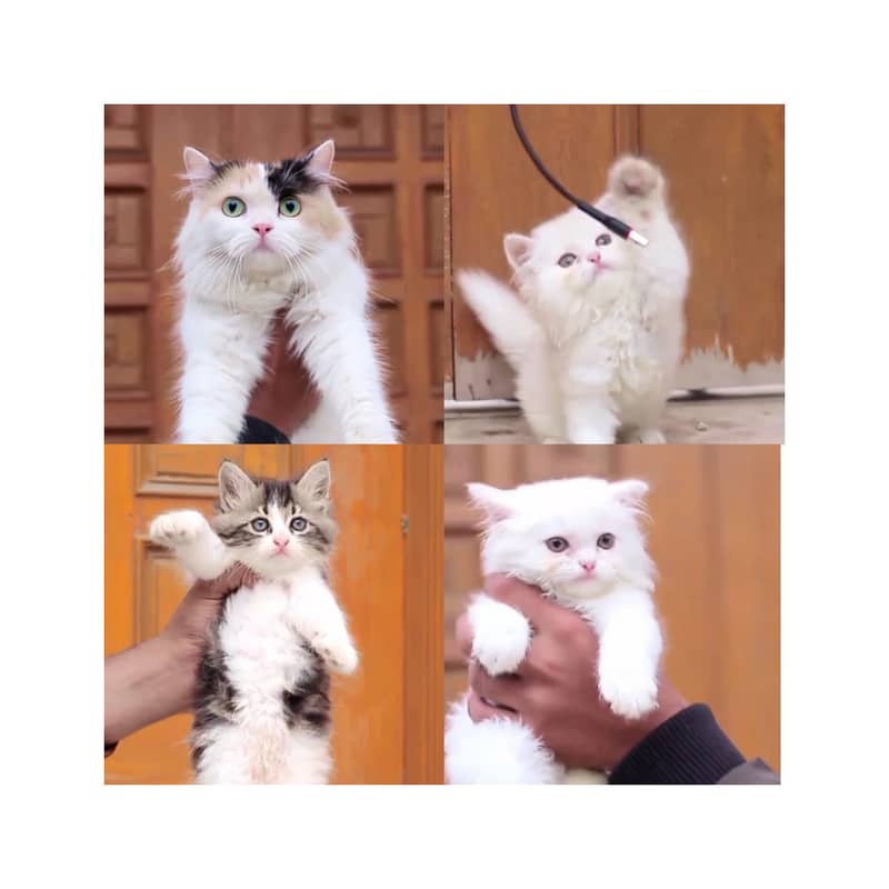 Trained Kitten | Fluffy | World most beautiful Kitten | Rare Cats 1