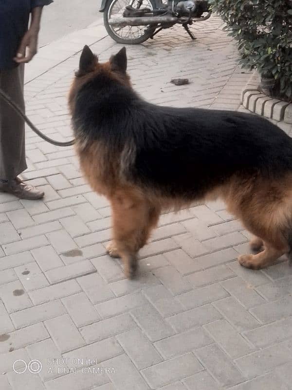 GSD stud available 0