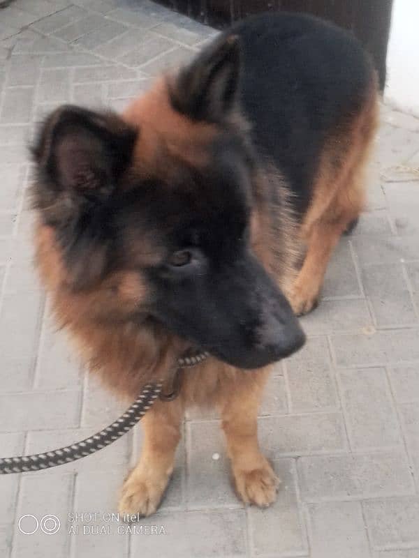 GSD stud available 1