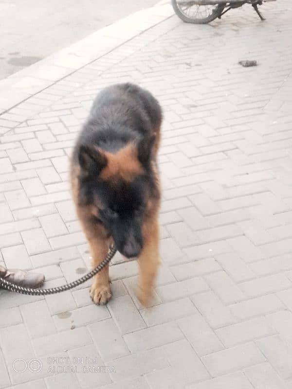 GSD stud available 3