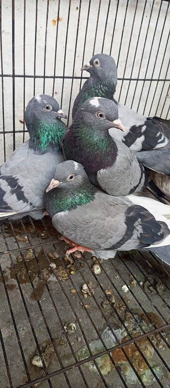 neeela pigeon pair for sale 0