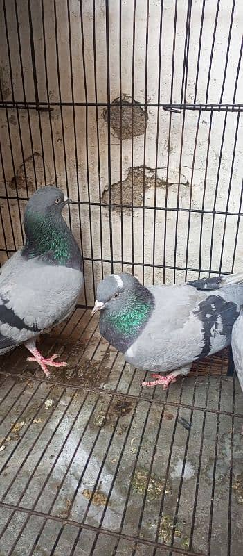 neeela pigeon pair for sale 1