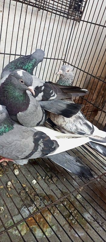 neeela pigeon pair for sale 2