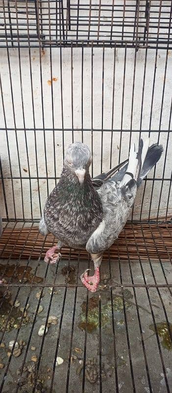 neeela pigeon pair for sale 3