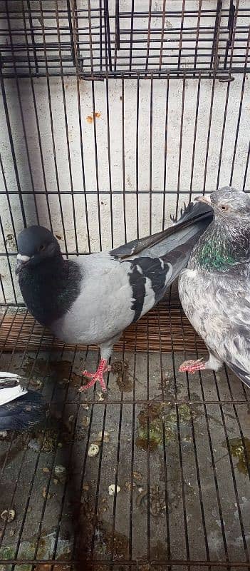 neeela pigeon pair for sale 4