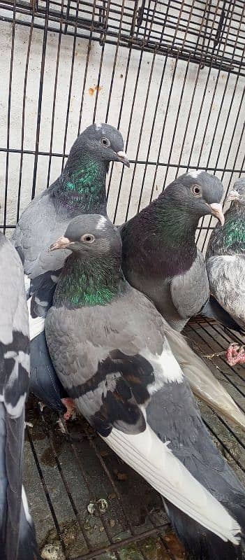 neeela pigeon pair for sale 5