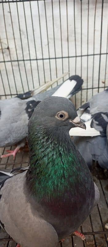 neeela pigeon pair for sale 7