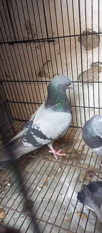 neeela pigeon pair for sale 8