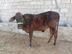 Heifer (Bachri) for sale