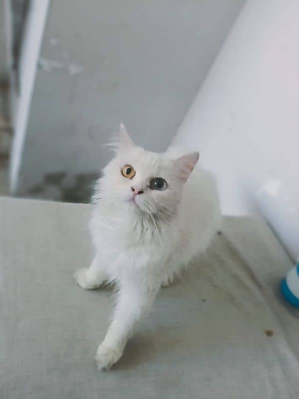 Persian odd eyes cat for sale 2