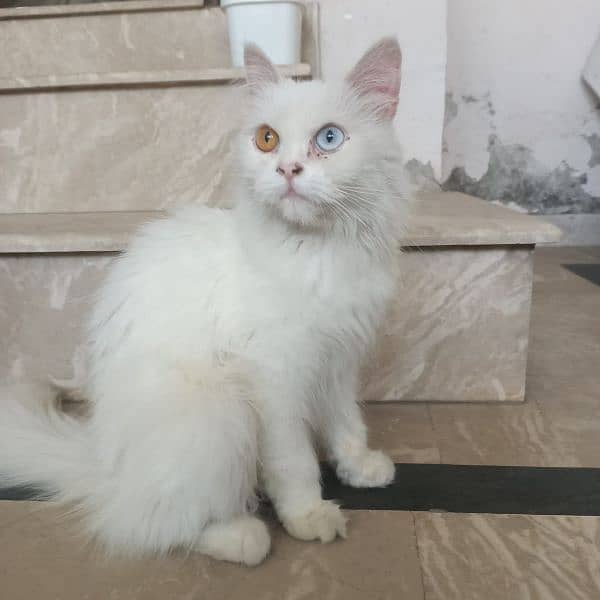 Persian odd eyes cat for sale 3