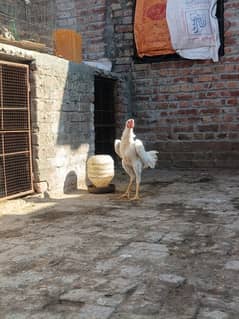 White O Shamo /Aseel pathy /king size/ shamo chicks/high Quality shamo