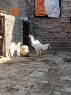 White O Shamo /Aseel pathy /king size/ shamo chicks/high Quality shamo