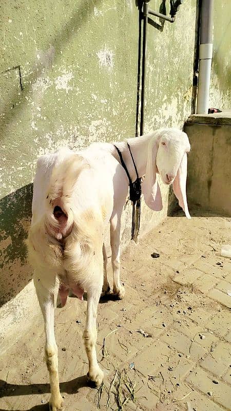 pure gulabi bakri / gulabi goats / goats / bakriyan 1