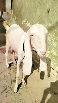 pure gulabi bakri / gulabi goats / goats / bakriyan