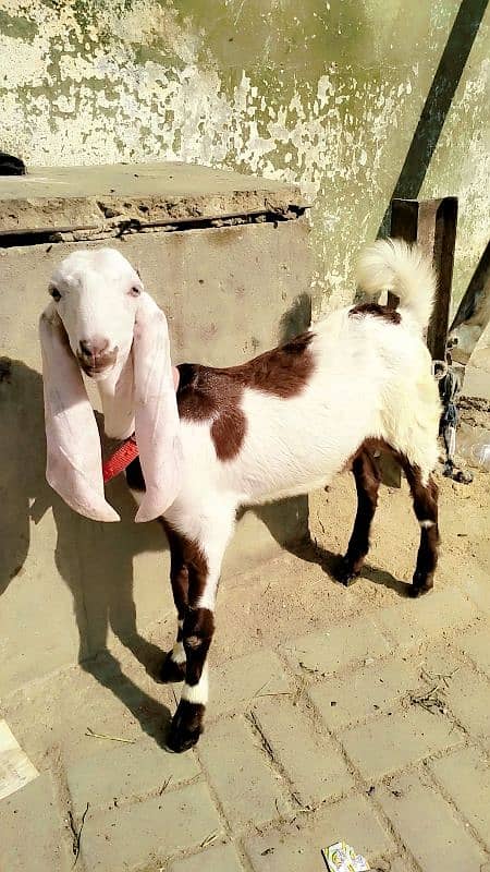 pure gulabi bakri / gulabi goats / goats / bakriyan 3