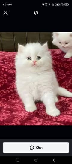 Persian cat for sale 2 month age WhatsApp number 03417057463