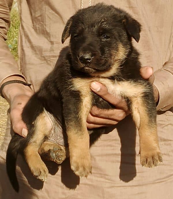 top quality German Shepherd long cot male pappi for sale 0