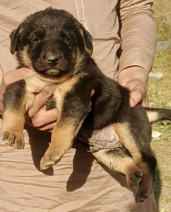 top quality German Shepherd long cot male pappi for sale 1